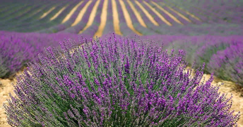Les herbes de Provence : une appellation plus commerciale que botanique
